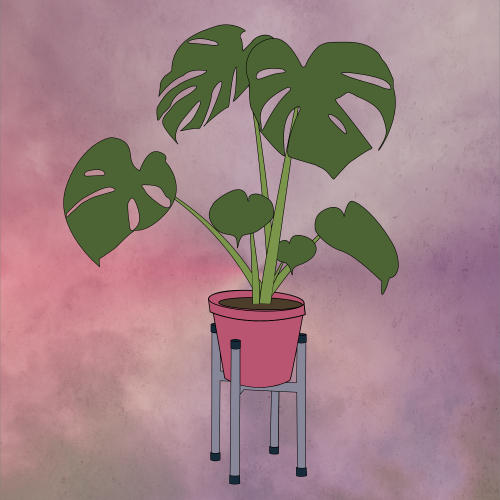 Colored Monstera Vistosa Plant